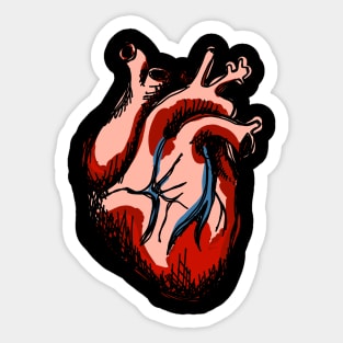 Human Heart Sticker